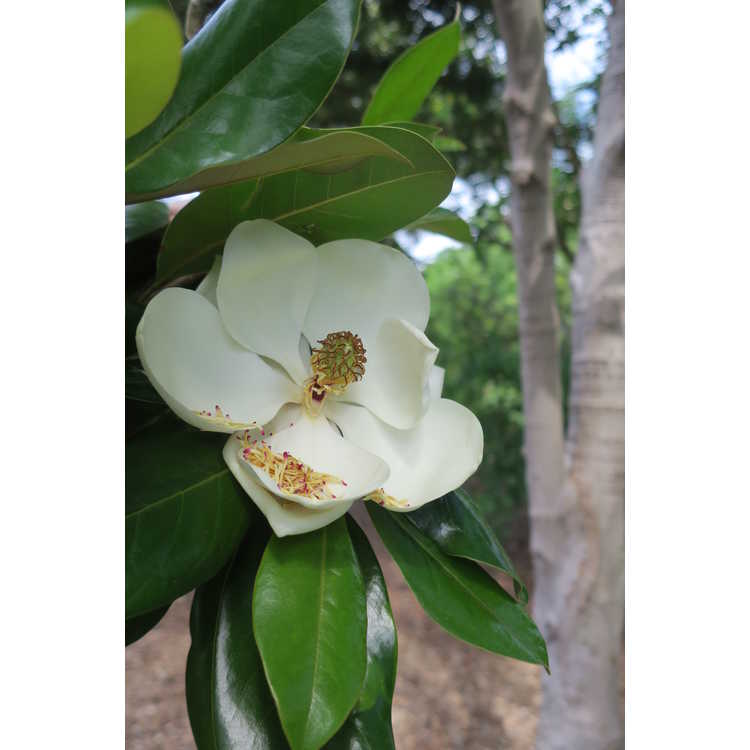 <em>Magnolia grandiflora</em> 'Goliath'