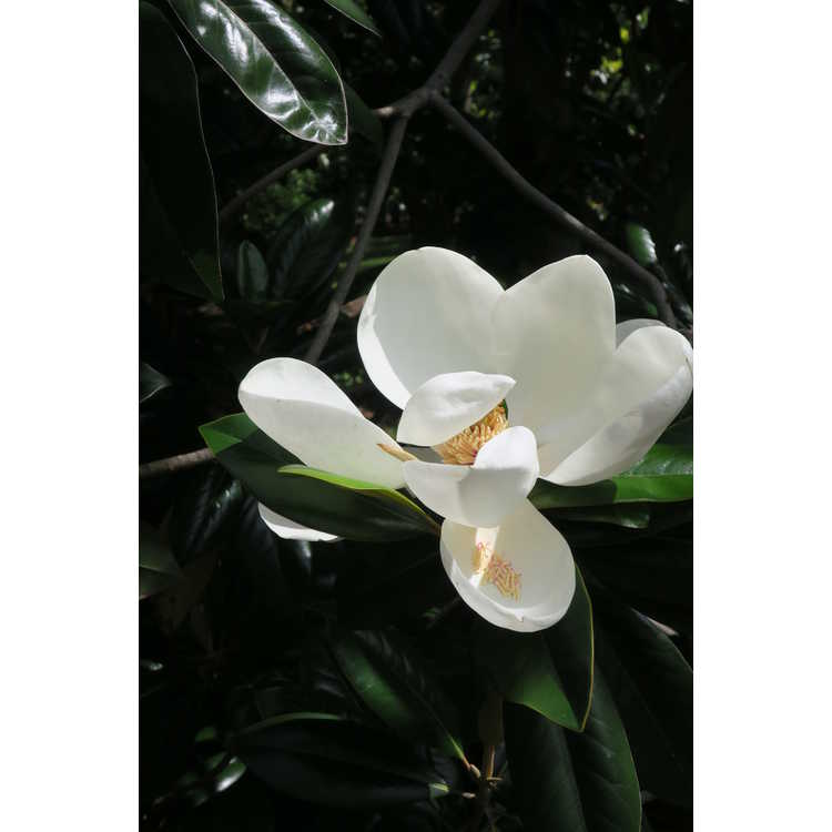 Magnolia grandiflora 'Emerald Spire'