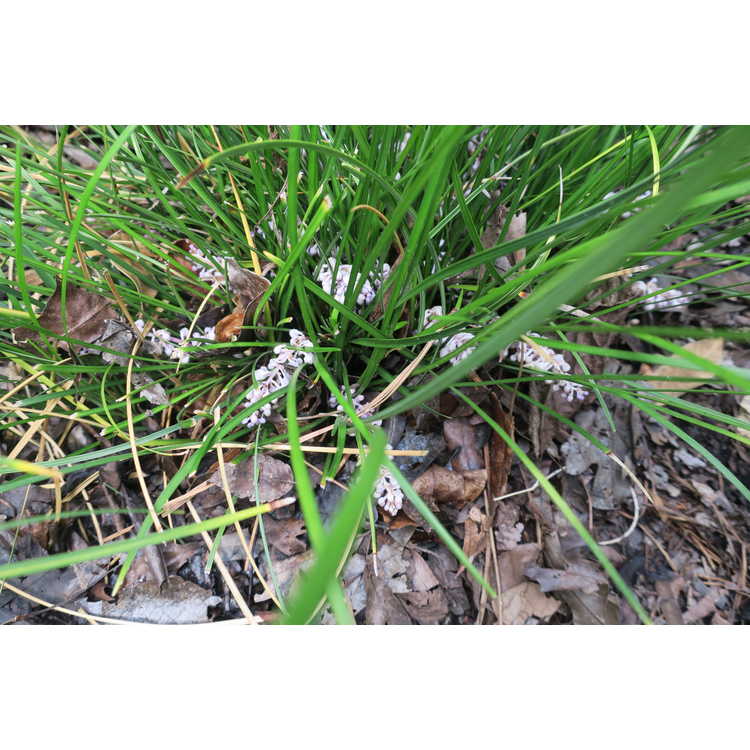 Ophiopogon japonicus 'Tuff Tuft Lavender'