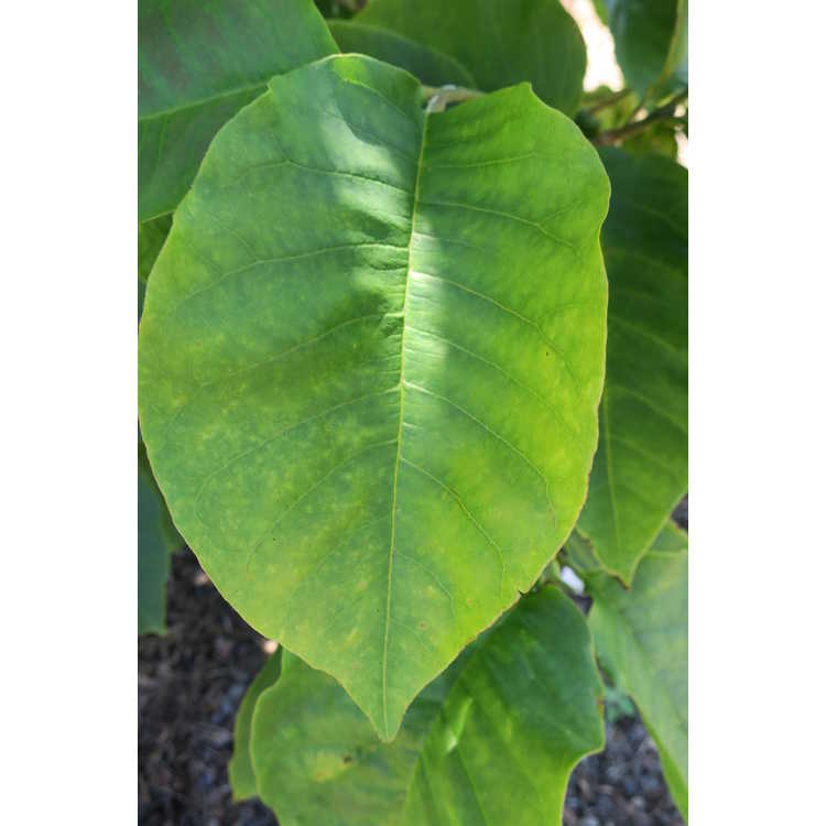 Magnolia ×brooklynensis 'Black Beauty' × (M. 'Toro' × M. 'Gorgeous') - hybrid magnolia