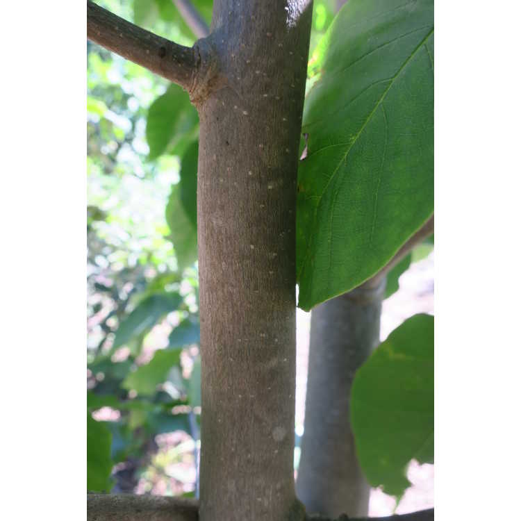 Magnolia ×brooklynensis 'Black Beauty' × (M. 'Toro' × M. 'Gorgeous')