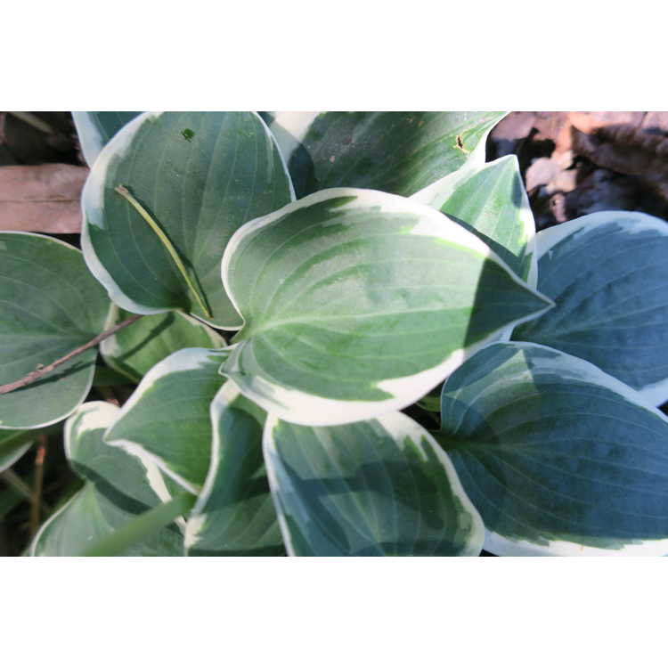 Hosta 'Country Mouse'