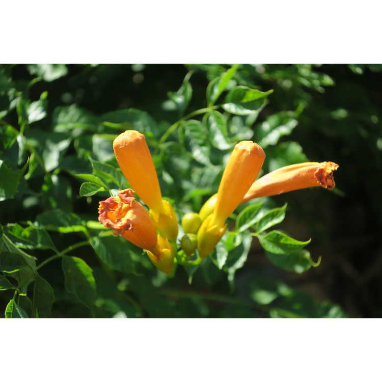 Campsis radicans (Bahama yellow) - trumpet vine