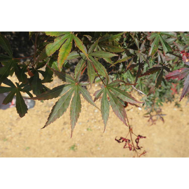 Acer palmatum 'Orion' - dwarf Japanese maple