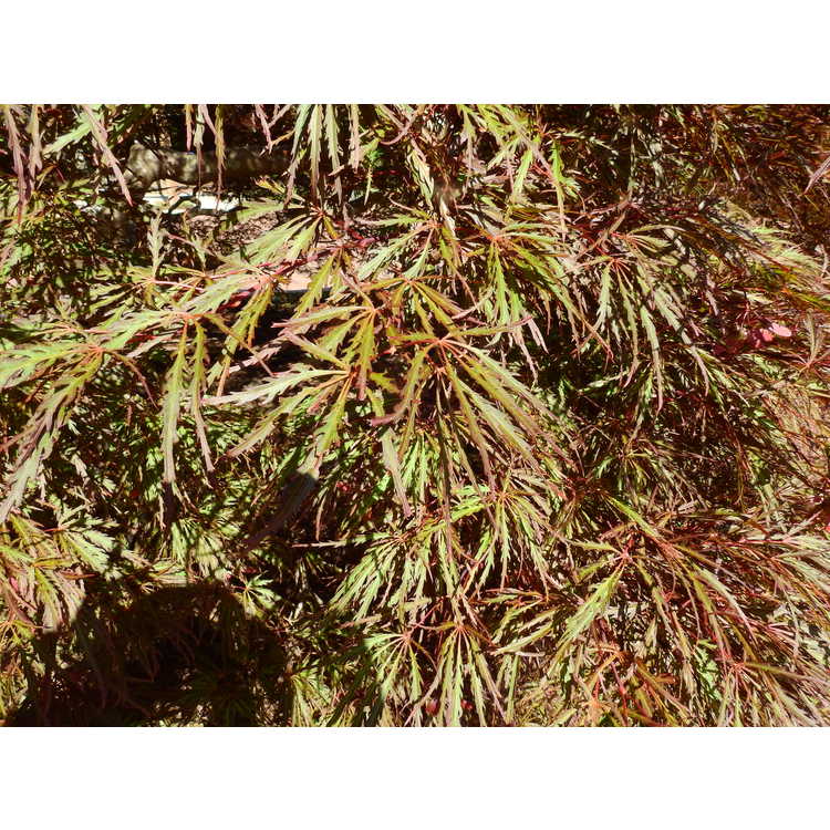 Acer palmatum Dissectum Atropurpureum Group