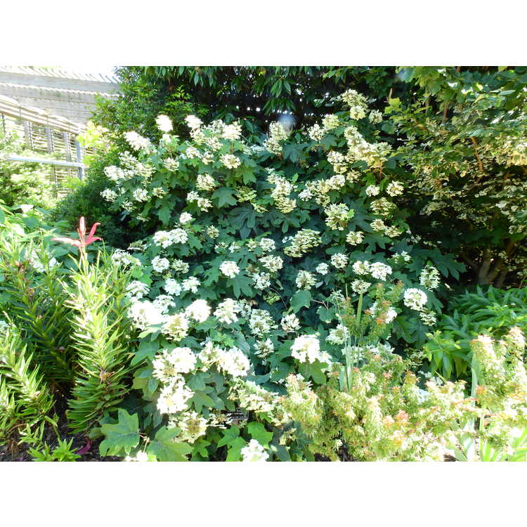 Hydrangea quercifolia 'Semmes Beauty' - oakleaf hydrangea