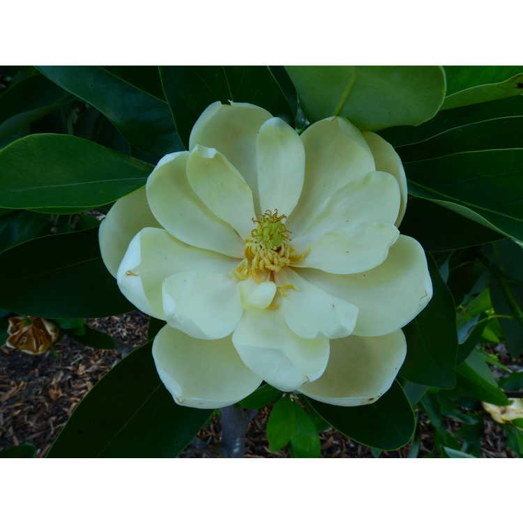 Magnolia virginiana Plena