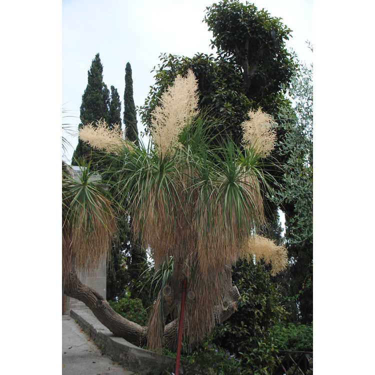 Nolina longifolia - Oaxacan tree