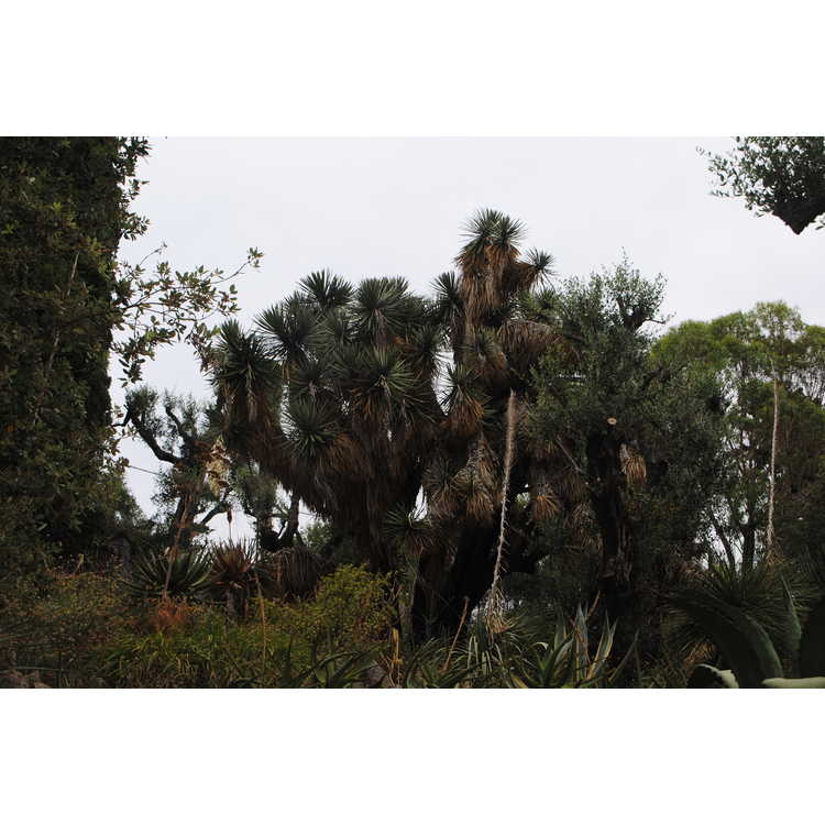 Yucca torreyi - Torrey yucca