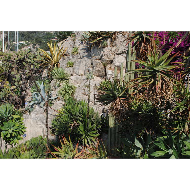 Jardin Exotique de Monaco (Exotic Garden of Monaco)