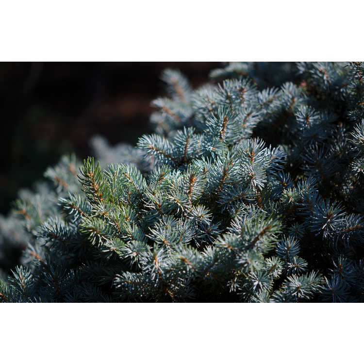 Picea pungens 'Thuem' - compact Colorado blue spruce