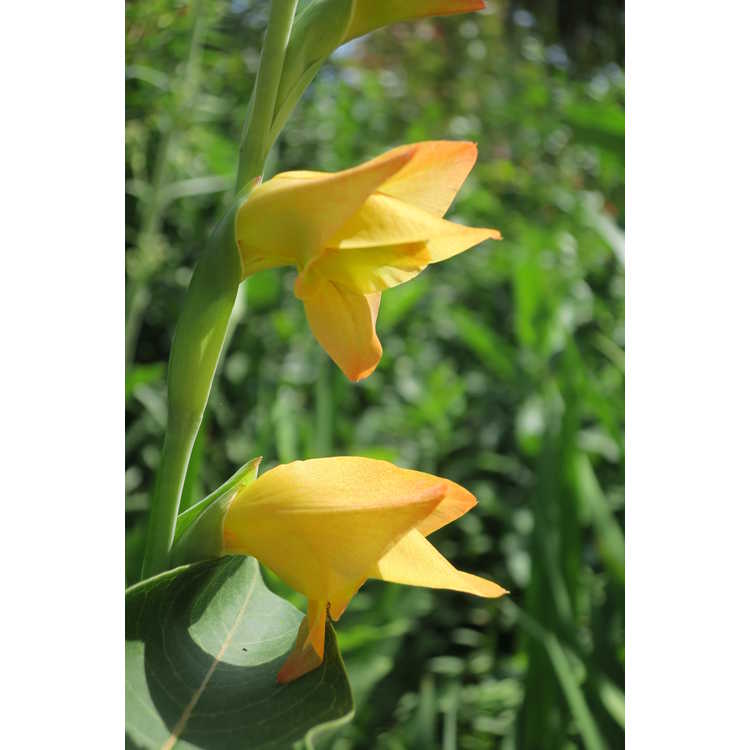 Gladiolus ×gandavensis - hybrid gladiolus