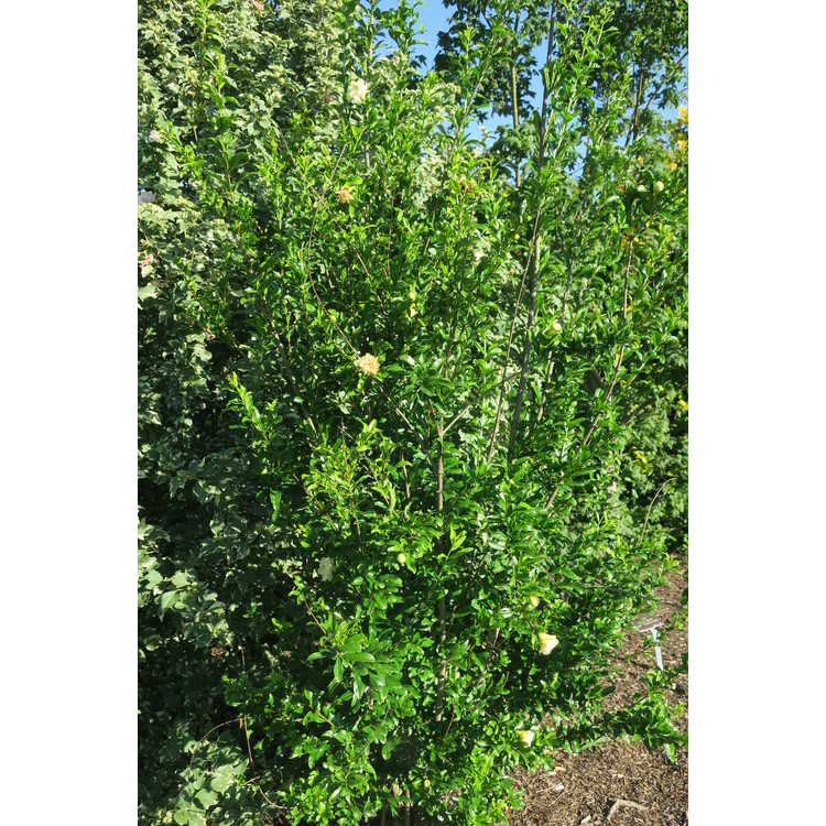 Punica granatum (large, double white) - pomegranate