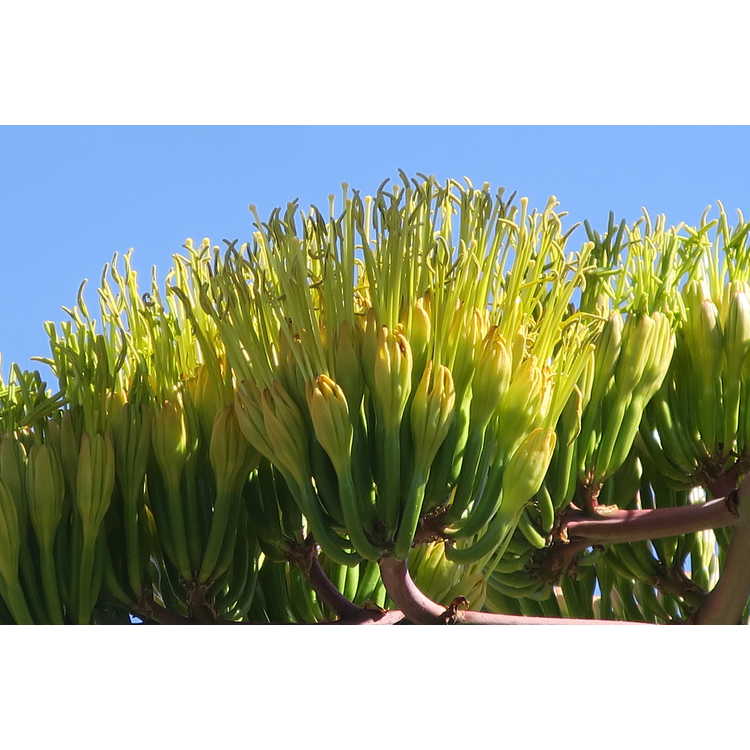 Agave ovatifolia - whale's tongue agave