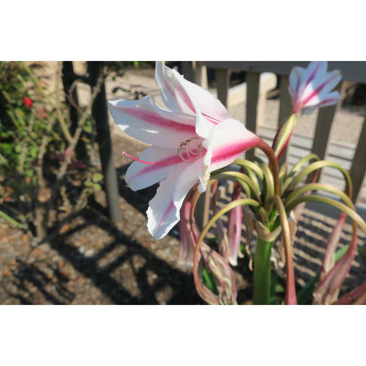 Crinum ×herbertii 'Caroll Abbott' - crinum lily