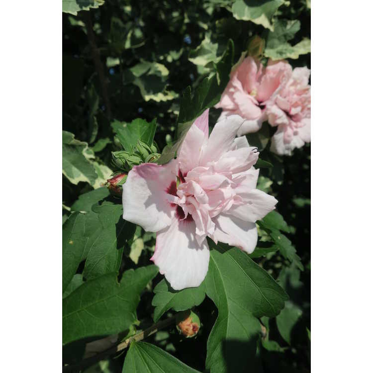 Hibiscus syriacus 'America Irene Scott' - Sugar Tip variegated rose-of-Sharon