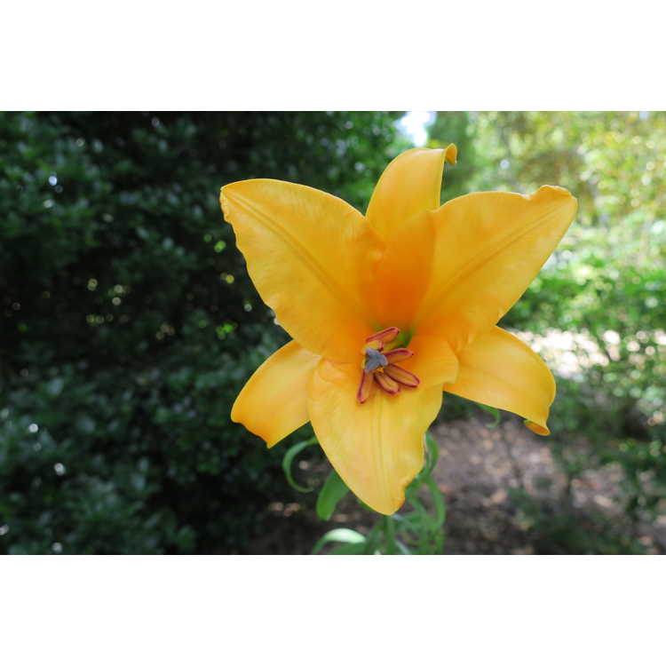 Lilium 'African Queen' - hybrid lily