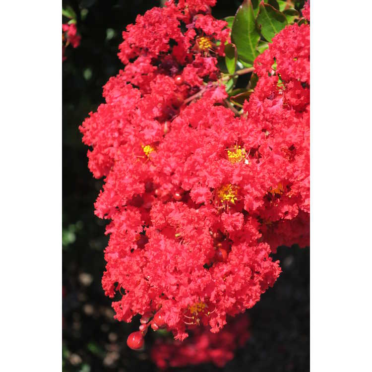 Lagerstroemia PIILAG-III Red Rooster