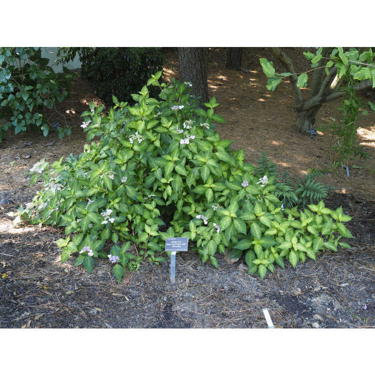 Hydrangea serrata - mountain hydrangea