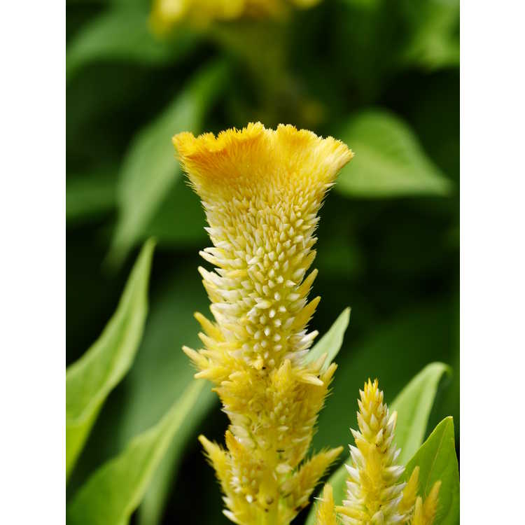 First Yellow Flame feather celosia