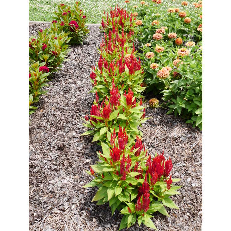 First Flame Scarlet feather celosia