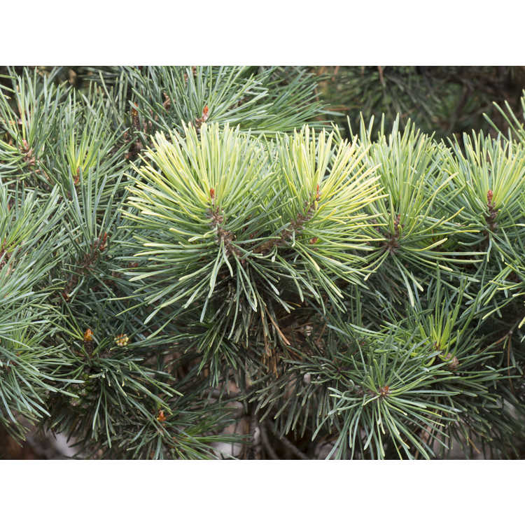 Pinus sylvestris 'KBN Gold'
