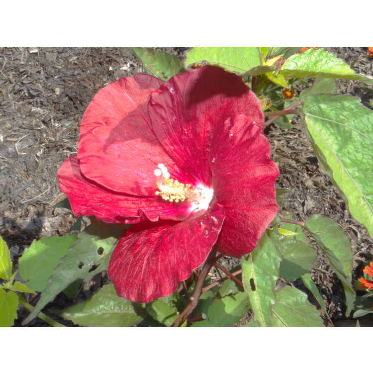 Cranberry Punch swamp rose-mallow
