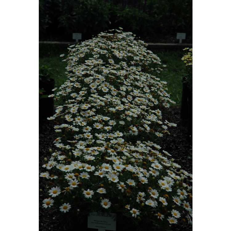 Argyranthemum frutescens 'G14420'