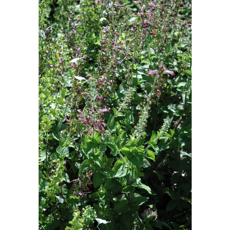 <em>Salvia coccinea</em> 'Summer Jewel Lavender'
