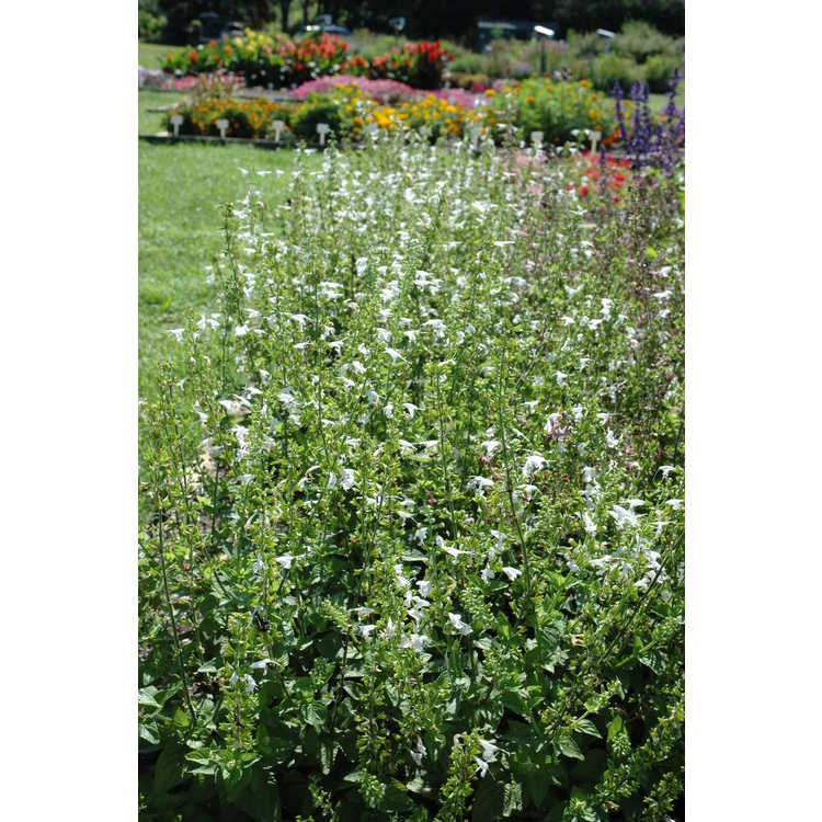 <em>Salvia coccinea</em> 'Summer Jewel White'