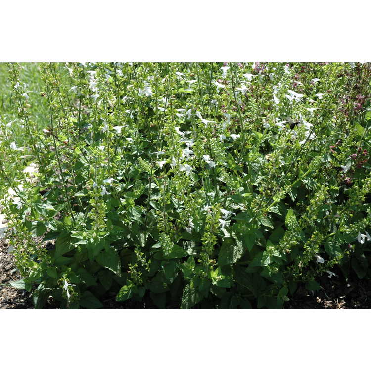 <em>Salvia coccinea</em> 'Summer Jewel White'