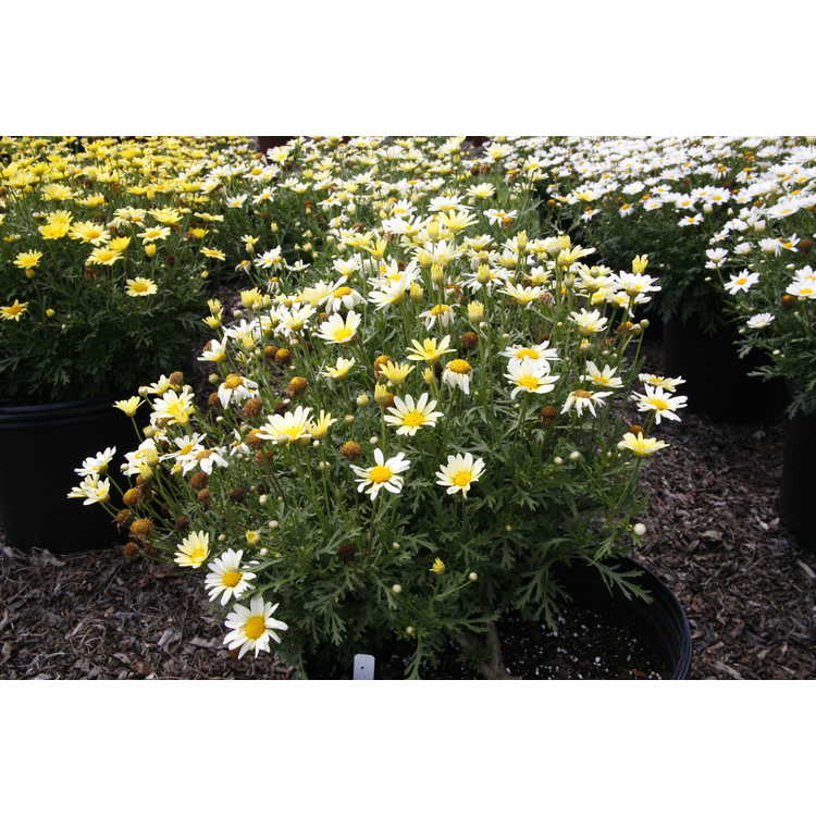<em>Argyranthemum frutescens</em> 'G15104'