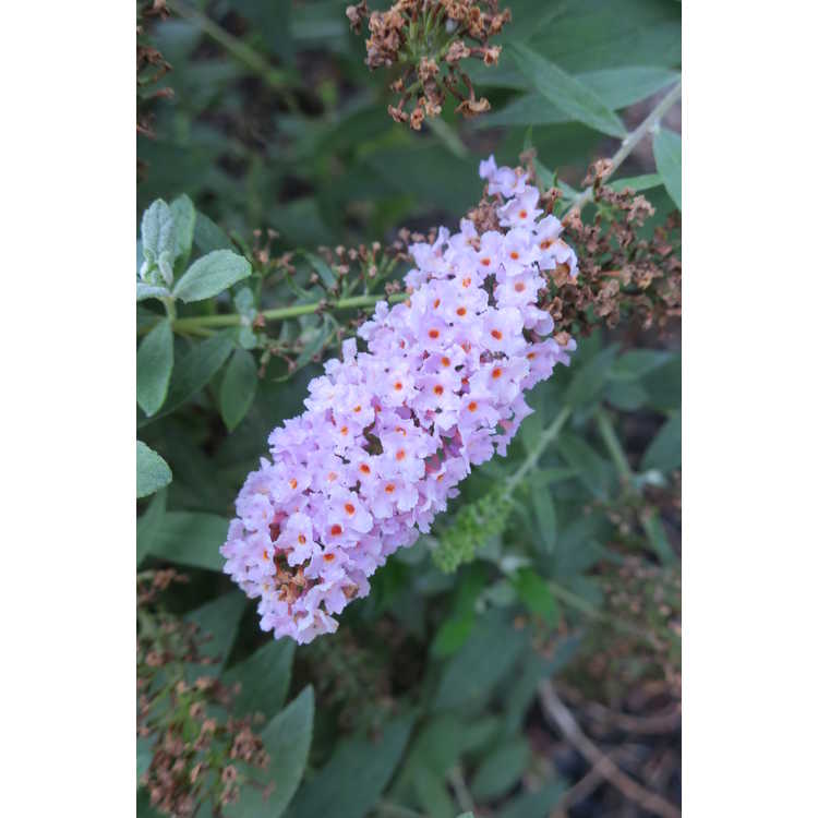 Buddleja 'Lilac Chip Jr' - Lo & Behold dwarf butterfly-bush