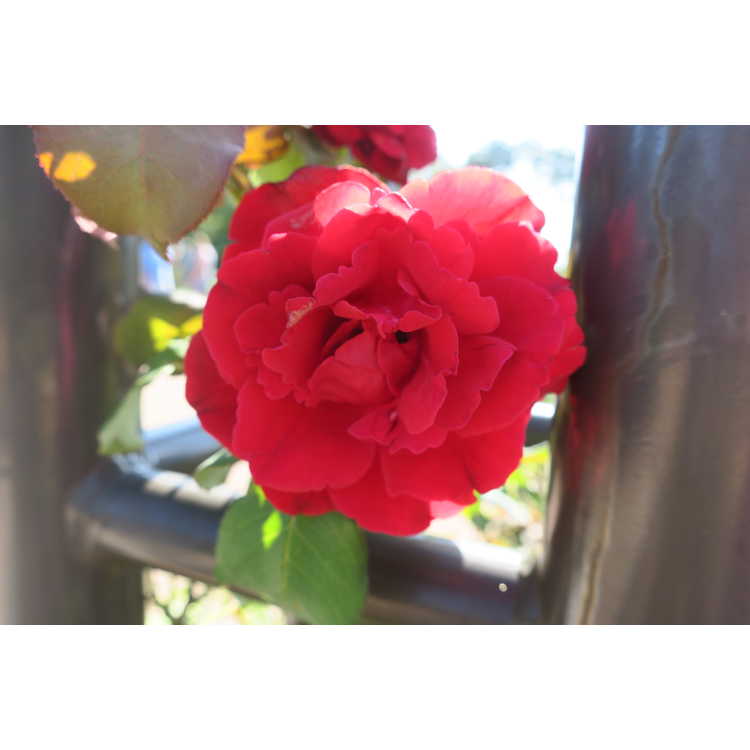 Rosa 'Don Juan' - climbing rose