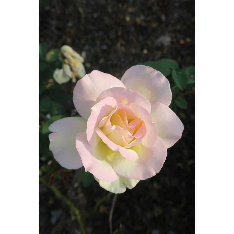 Garden Party tea rose
