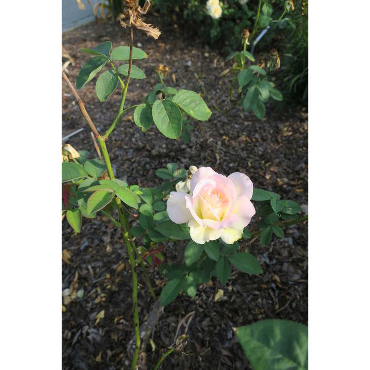 Rosa 'Kormollis' - Garden Party tea rose
