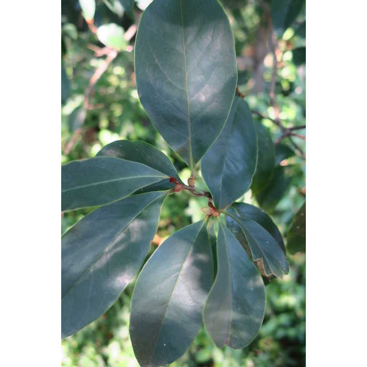 Magnolia ×foggii 'Picotee'
