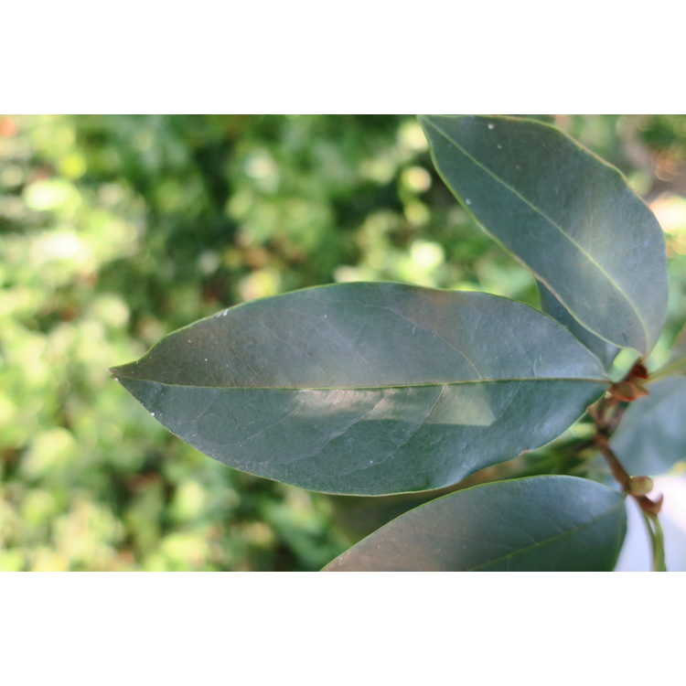 Magnolia ×foggii 'Picotee'