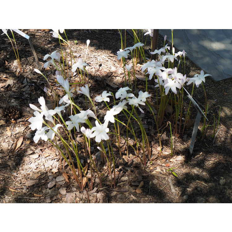 Zephyranthes 'Labuffarosea' - rain-lily