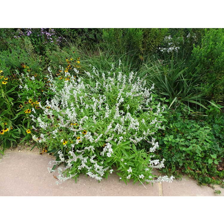 Salvia farinacea 'Augusta Duelberg' - mealycup sage