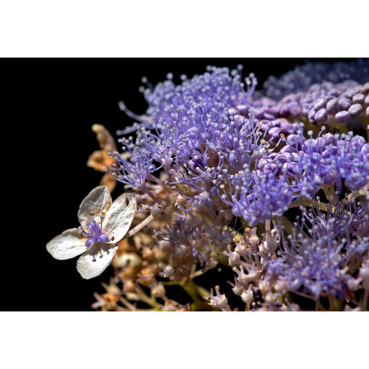 Hydrangea involucrata 'Wim Rutten' - Blue Bunny compact bracted hydrangea