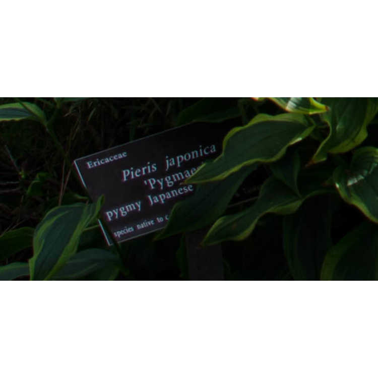 Pieris japonica 'Pygmaea'