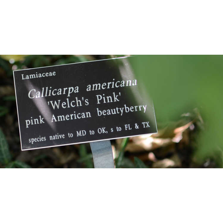 Callicarpa americana 'Welch's Pink'