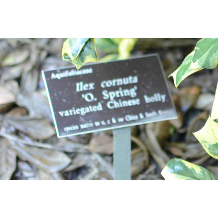 Ilex cornuta 'O. Spring' - variegated Chinese holly