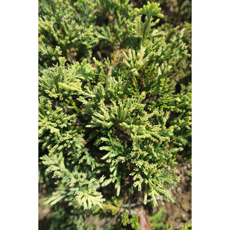 Juniperus horizontalis 'Golden Carpet' - golden creeping juniper
