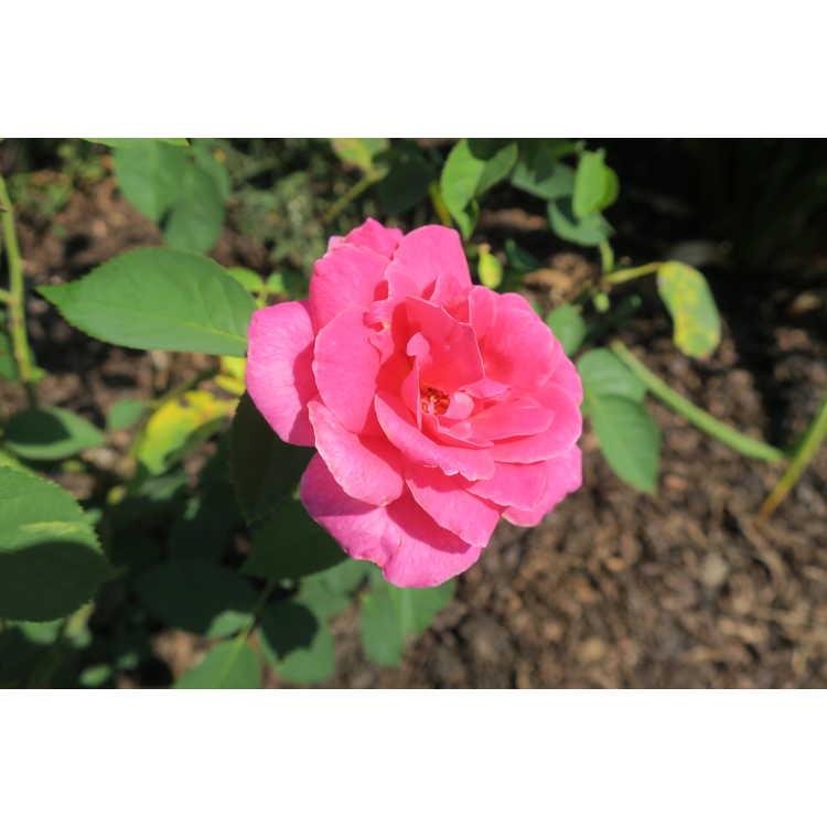 Rosa 'Meibil' - Pink Peace tea rose