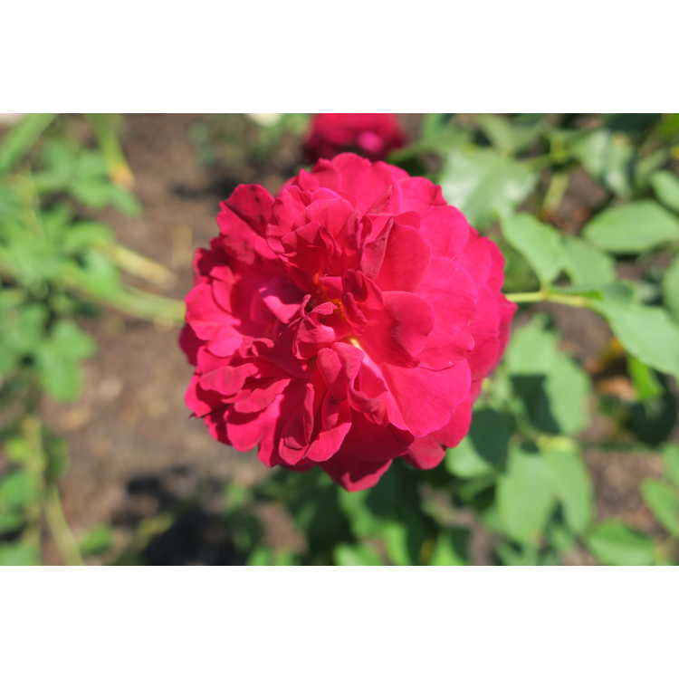 Rosa 'Ausbemard' - Munstead Wood shrub rose