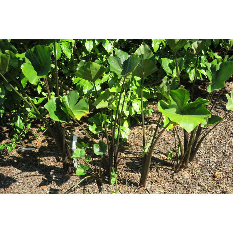 Colocasia esculenta 'Coffee Cups'