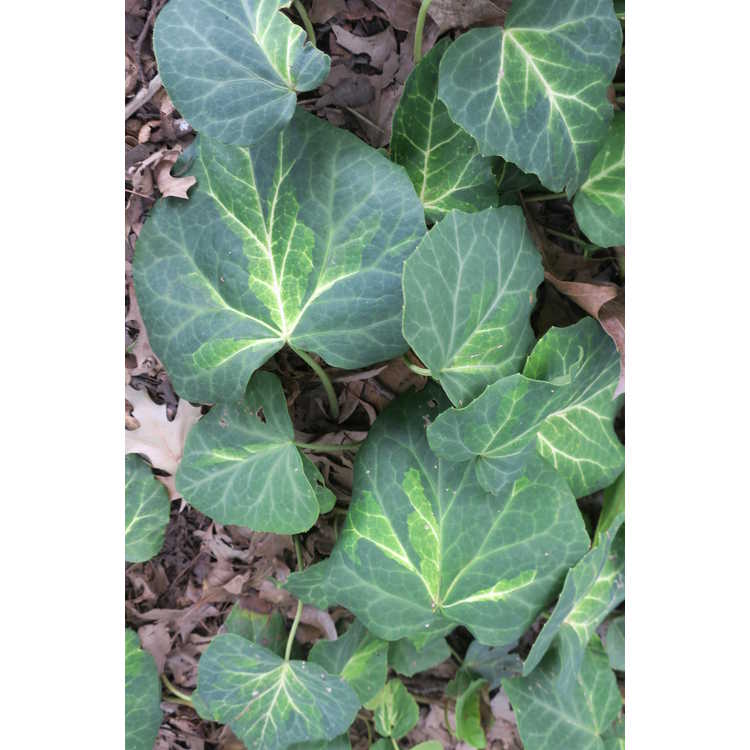 Hedera colchica 'Sulphur Heart' - variegated Colchis ivy 
