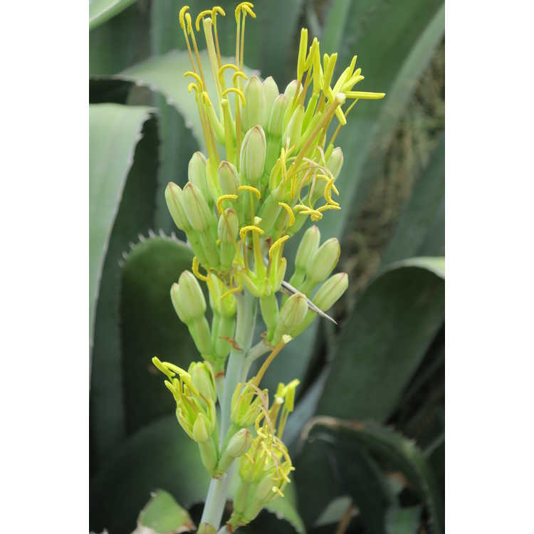 Agave lophantha × A. salmiana var. ferox 'Logan Calhoun'